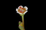 Coastal sand spurge